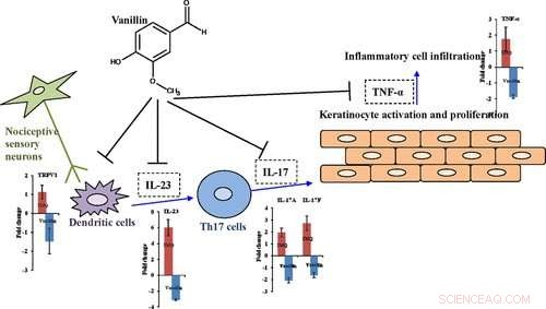Vanillin: A Novel Strategy for Psoriasis Prevention