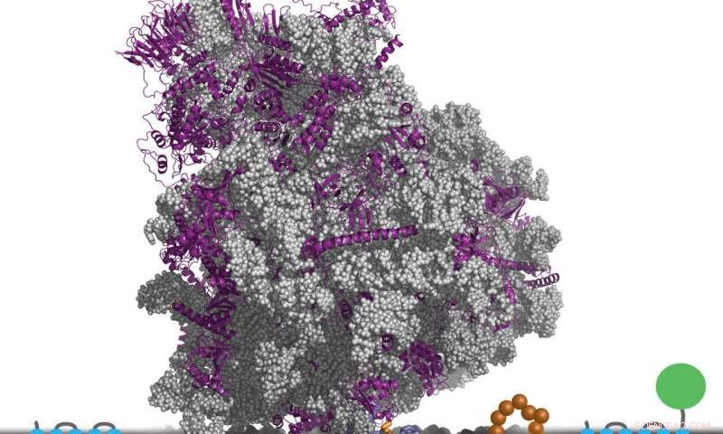 Accelerating Drug Target Discovery with Biophysical Simulation Techniques