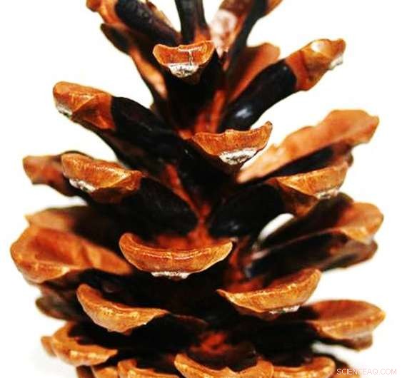 Climate‑Smart Architecture: Harnessing Natural Folding Mechanisms for Energy Efficiency