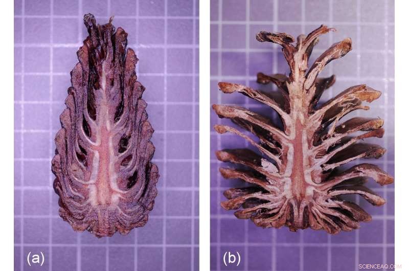 Climate‑Smart Architecture: Harnessing Natural Folding Mechanisms for Energy Efficiency