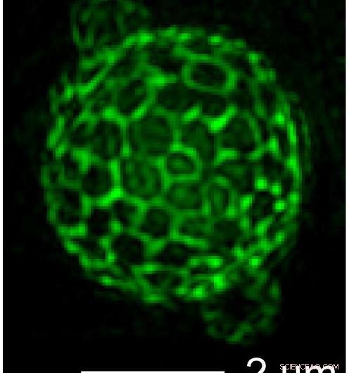 Living Cell Membranes Automatically Sort Their Components Through Phase Separation