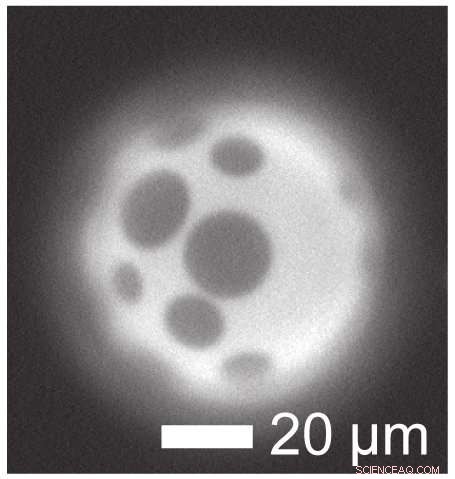 Living Cell Membranes Automatically Sort Their Components Through Phase Separation