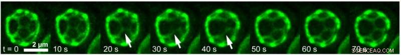 Living Cell Membranes Automatically Sort Their Components Through Phase Separation