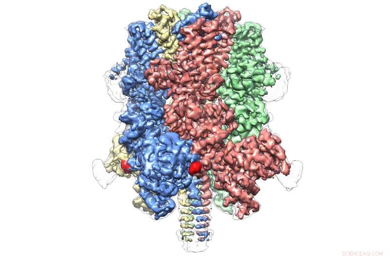 Cryo-EM Reveals Crown-Shaped Protein Regulating Blood Flow