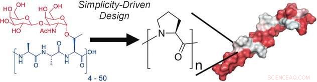 Polyproline Safeguards Cell Monolayers During Cryopreservation