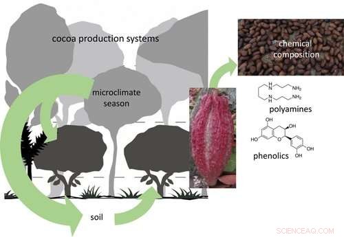 Stress‑Induced Cocoa Trees Yield Richer, More Flavorful Chocolate