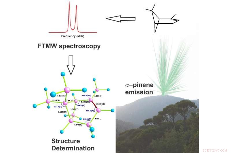 Unveiling the Molecular Blueprint of Forest Aromas