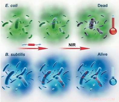 Precise Photothermal Therapy via In Situ Generated Supramolecular Radical Anions