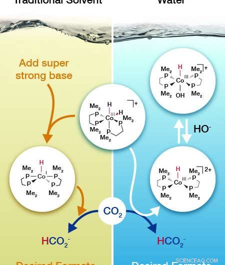 Water Alters the Pathway of a Cobalt Catalyst, Enhancing CO₂ Conversion into Valuable Chemicals