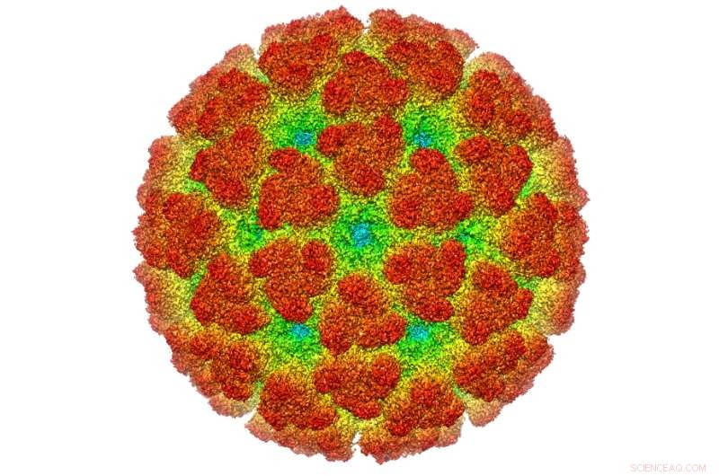 Scientists Uncover Mechanism of Alphavirus Activation to Infectious Form