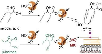 New Antibacterial Beta‑Lactone Disrupts Mycomembrane Biosynthesis, Eradicating Tuberculosis Pathogen