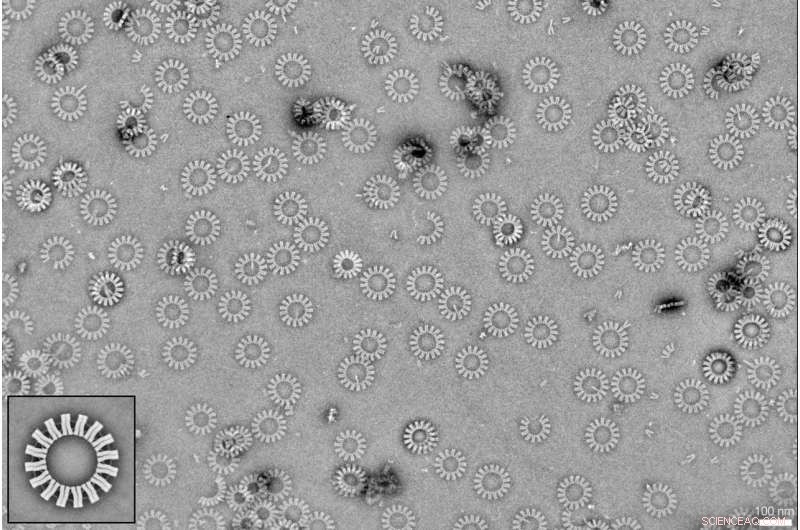 DNA Origami Breaks Ground: Achieving Key Performance Milestones