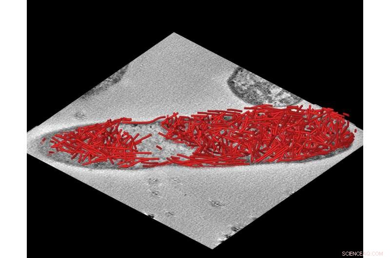 Bacterial Scaffolds Revolutionize Cellular Engineering