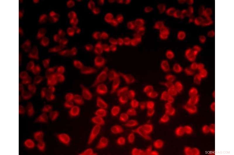 WSU Scientists Unveil Innovative Near‑Infrared Washington Red Dye for Enhanced Bio‑Imaging