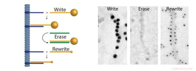 Harnessing DNA as a Supramolecular Building Block for Advanced Therapeutics