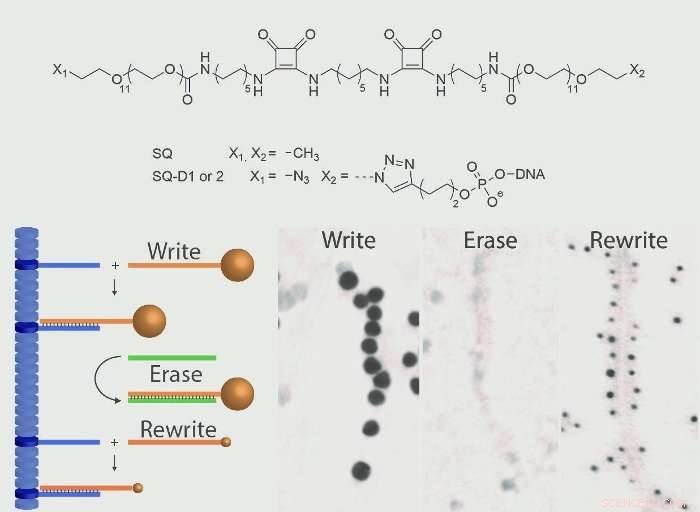 Harnessing DNA as a Supramolecular Building Block for Advanced Therapeutics
