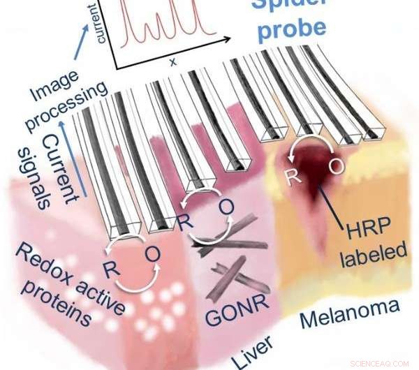 Targeting Cancer Cells with Electrochemical Imaging