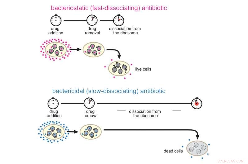 Enhancing Antibiotic Potency: Strategies for More Effective Bacterial Killing