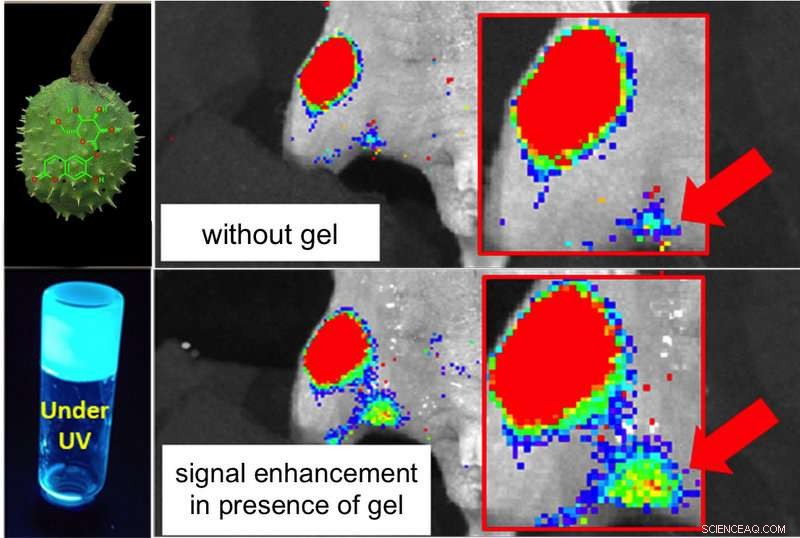 Researchers Pioneer Horse Chestnut-Derived Molecules to Enhance Cancer Imaging