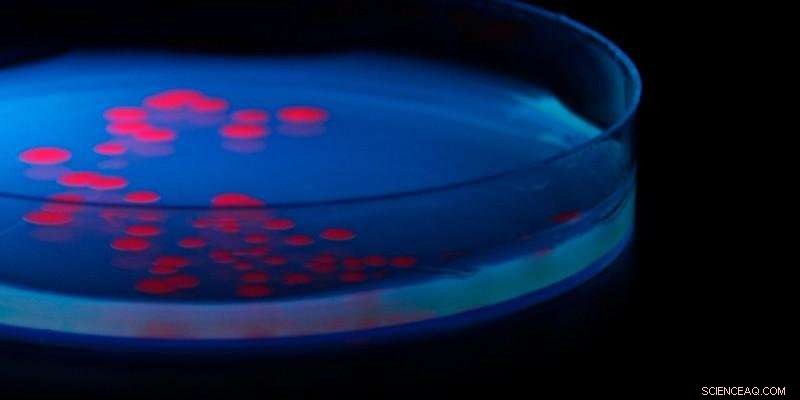 Research Uncovers Second Chance for 1970s Shelved Antibiotic