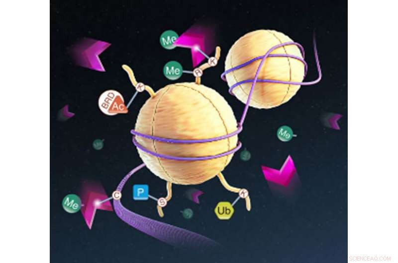 New Bioluminescent Assay for Monitoring Succinate-Driven Dioxygenases and JMJC Demethylases