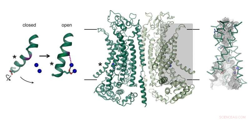 New Protein Structure Reveals Promising Pathways for Cystic Fibrosis Treatments