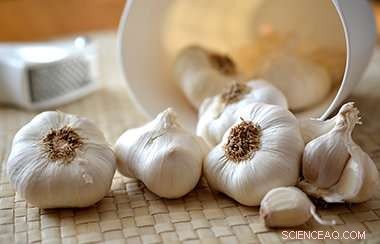 Garlic and Fluorine Synergy Promises Breakthrough in Drug Therapy