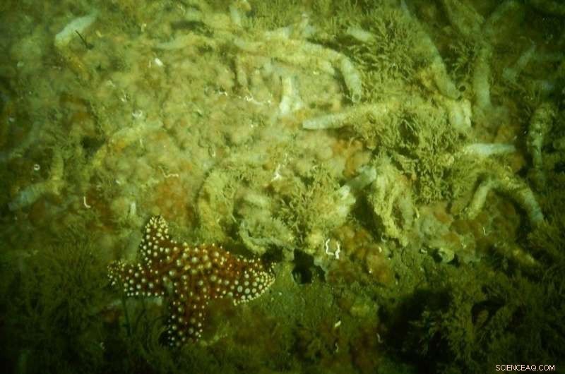 Scripps Researchers Uncover Iron-Driven Superpowers in Bioluminescent Worm