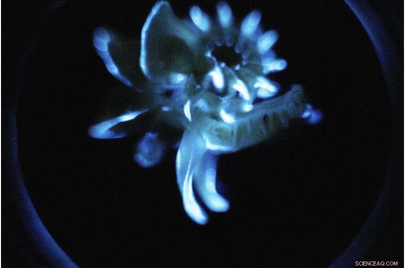 Scripps Researchers Uncover Iron-Driven Superpowers in Bioluminescent Worm