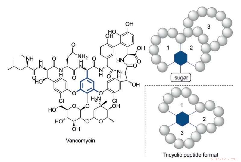 Efficient One-Pot Synthesis of Druggable Tricyclic Peptides