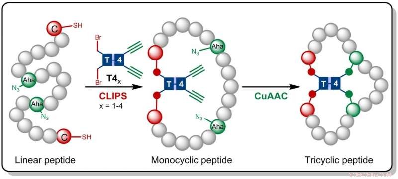 Efficient One-Pot Synthesis of Druggable Tricyclic Peptides