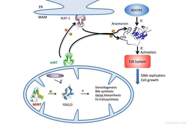 MiNT Protein: A Promising New Target for Disease Treatment