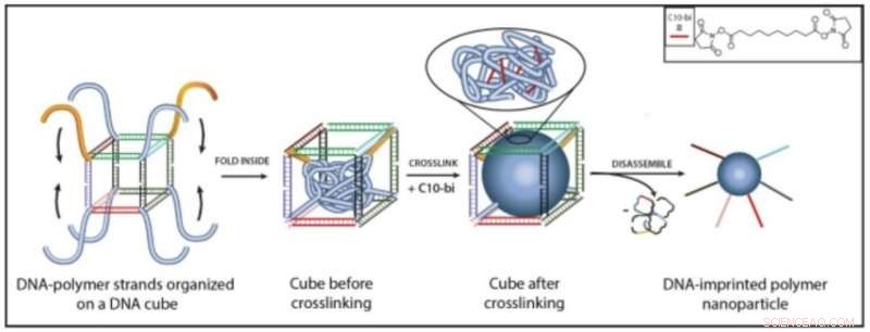 DNA-Engineered Polymers: Designing Next-Gen Materials for Biomedicine and Soft Robotics