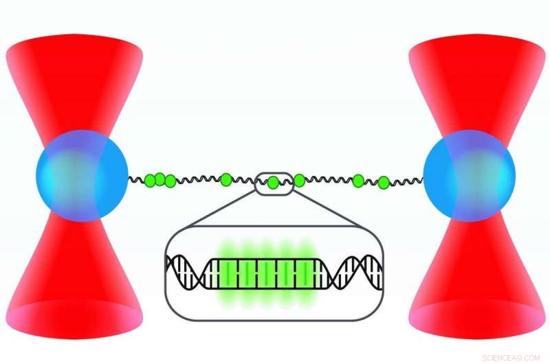 Scientists Reveal Hyperstretched DNA Configuration Using Laser Manipulation