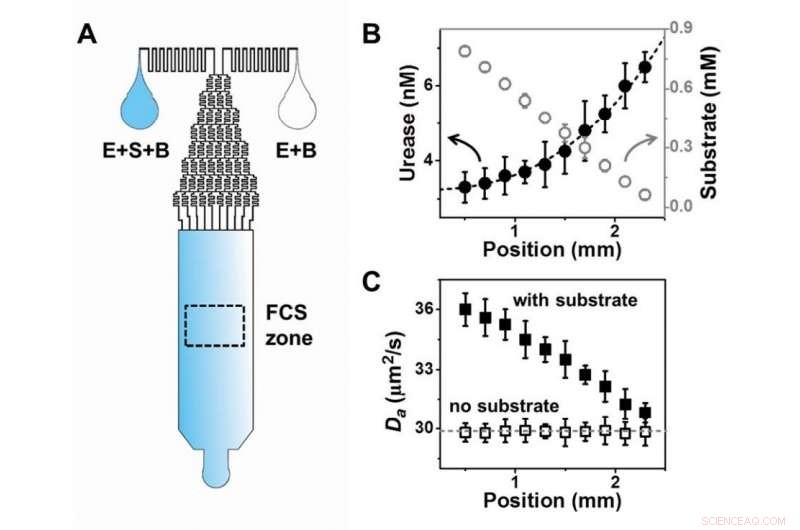 Bacteria Seek Food While Enzymes Retreat After Substrate Reaction