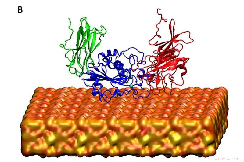 Advanced XSEDE Supercomputers Accelerate Protein Folding Analysis for Bone Regeneration Research