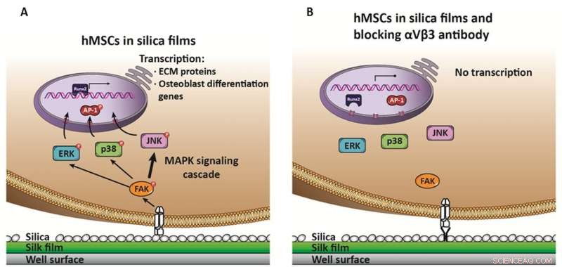 Advanced XSEDE Supercomputers Accelerate Protein Folding Analysis for Bone Regeneration Research