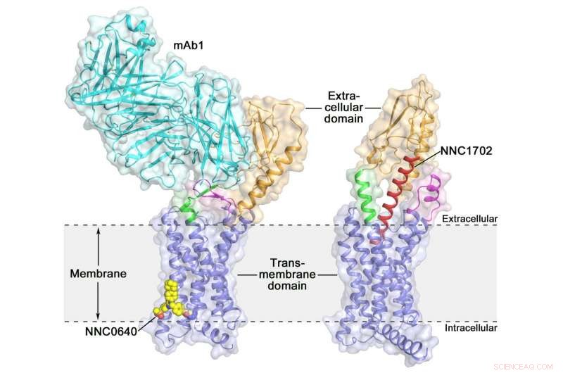 Full-Length Glucagon Receptor Structure Reveals Novel Targets for Type 2 Diabetes Drugs