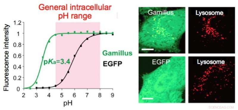 Gamillus: A Highly Acid-Tolerant Green Fluorescent Protein for Advanced Bioimaging