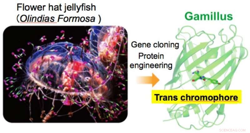 Gamillus: A Highly Acid-Tolerant Green Fluorescent Protein for Advanced Bioimaging