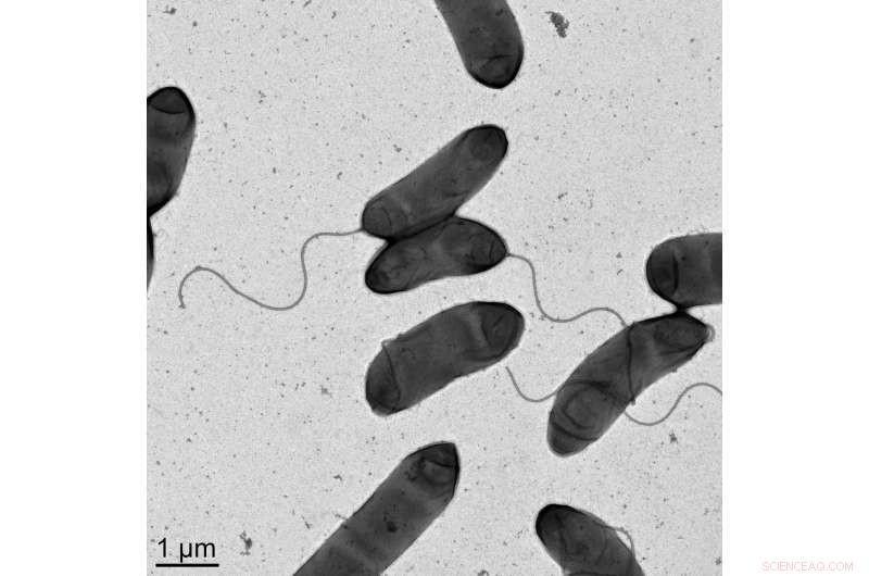 Novel Antibiotic Resistance Mechanism Identified in Pandemic Cholera Strains
