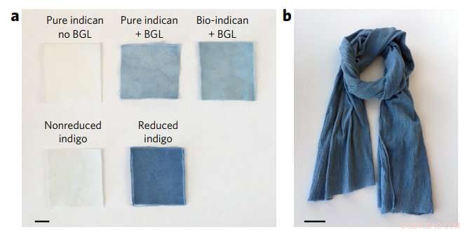 How Bacteria Turn Blue Jeans Green: A Sustainable Textile Innovation