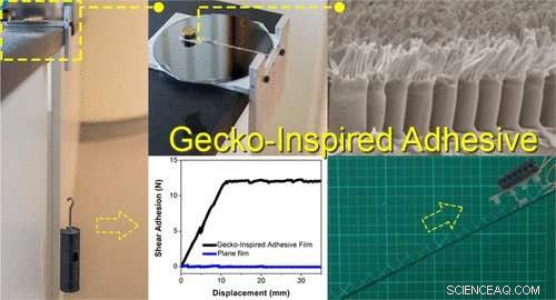 Revolutionizing Adhesives: Gecko-Inspired Technology Enables Wall and Ceiling Climbing