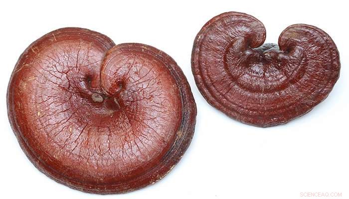 PolyU Research Team Introduces Rapid Authentication Method for Traditional Chinese Medicines