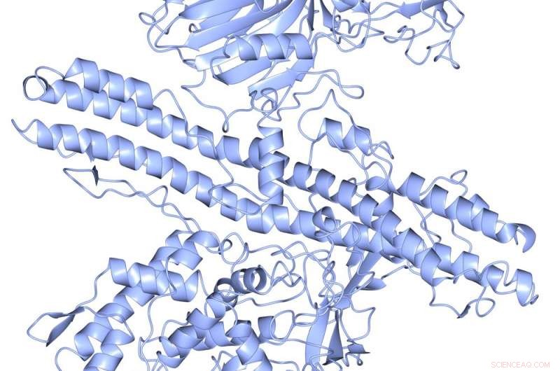 New Botulinum Neurotoxin Variant Found in Dairy Bacteria Raises Safety Concerns