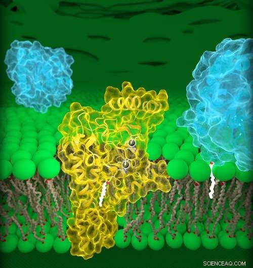 Scientists Unveil First 3‑D Structure of DHHC Enzymes