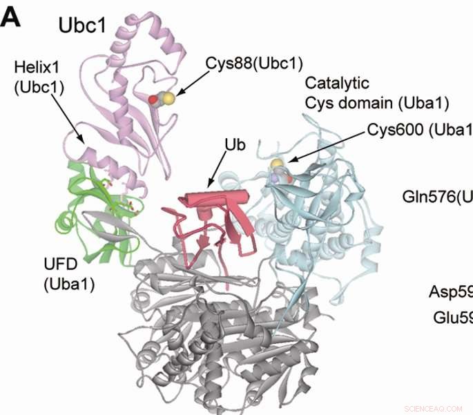 Tracking Protein Clearance Paves Way for Advanced Therapeutic Strategies