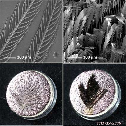 Ultra-Black Background Boosts Bird of Paradise s Mating Display, Study Shows