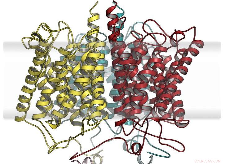 Evolutionary Innovation: How a Novel Protein Combines Existing Nutrient Sensors to Detect Ammonium