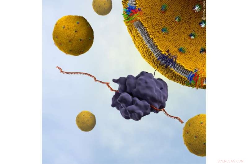 Neutron Scattering Uncovers New Insights into Hepatitis C Virus
